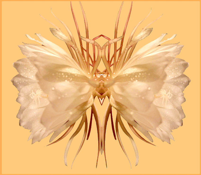 Cereus Design